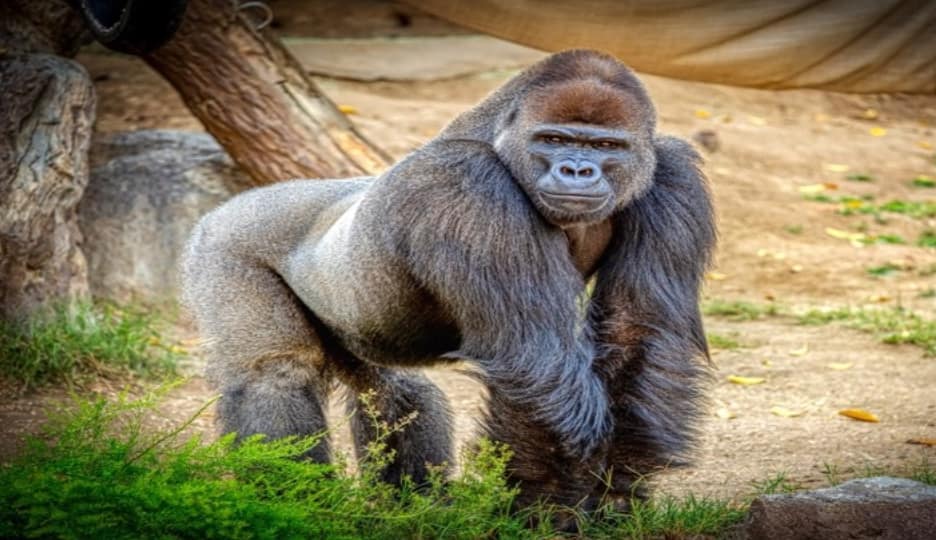 Gorilla